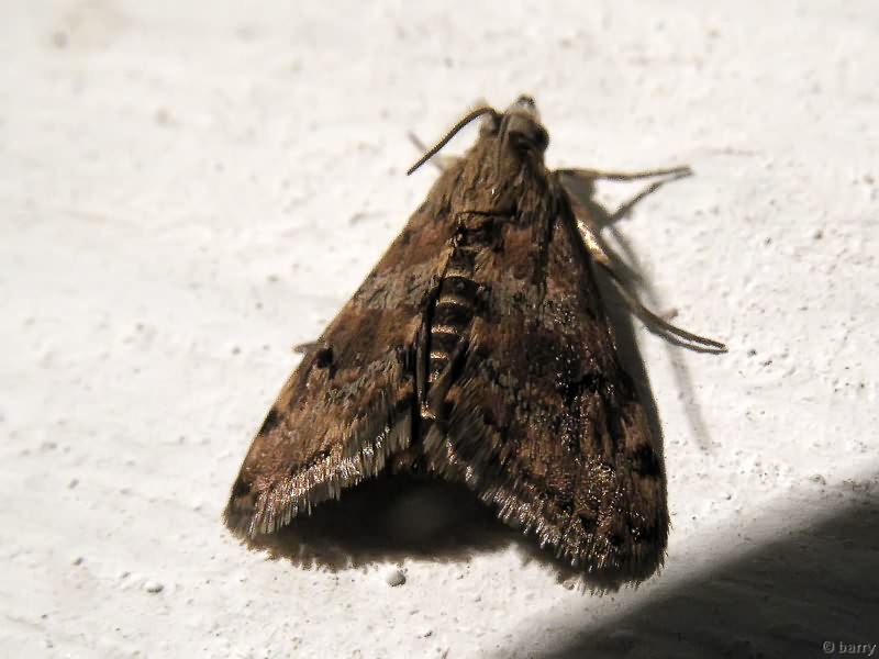 Aporodes floralis (Hübner, 1809)